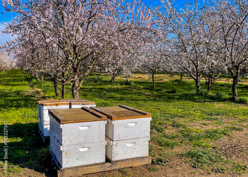 Commercial bee hives on a pallet near a flowering almond grove