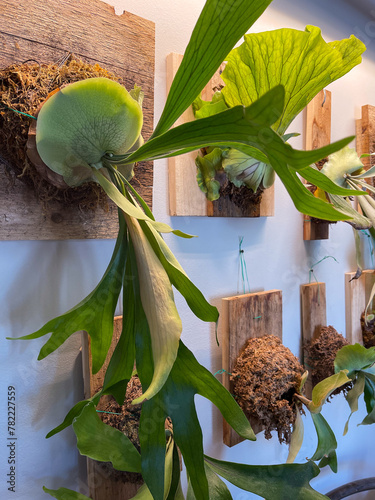 Εκτύπωση καμβά Wall of staghorn ferns mounted on wooden planks