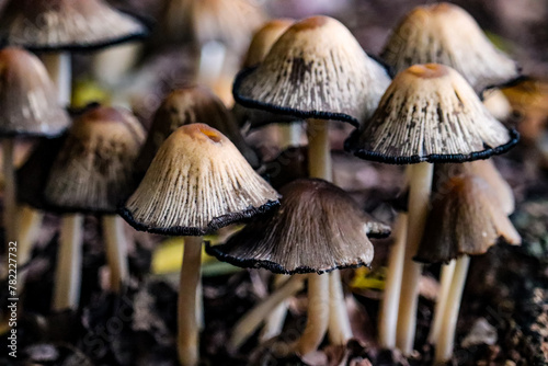 Pletiful Mushrooms