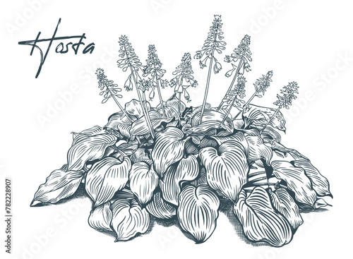 Sketch art garden plant Hosta vector 10