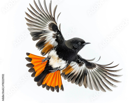 The common northern Chinese winter bird, the flying black redoupe, displays spread wings photo