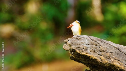 Malachite KingFisher Perched on a branch at Chobe National Park, Botswana, South Africa  photo