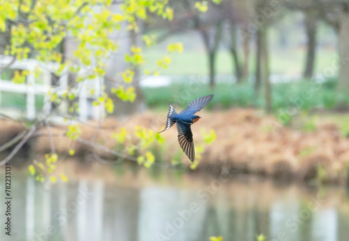 Barn swallow in flight over water in spring.