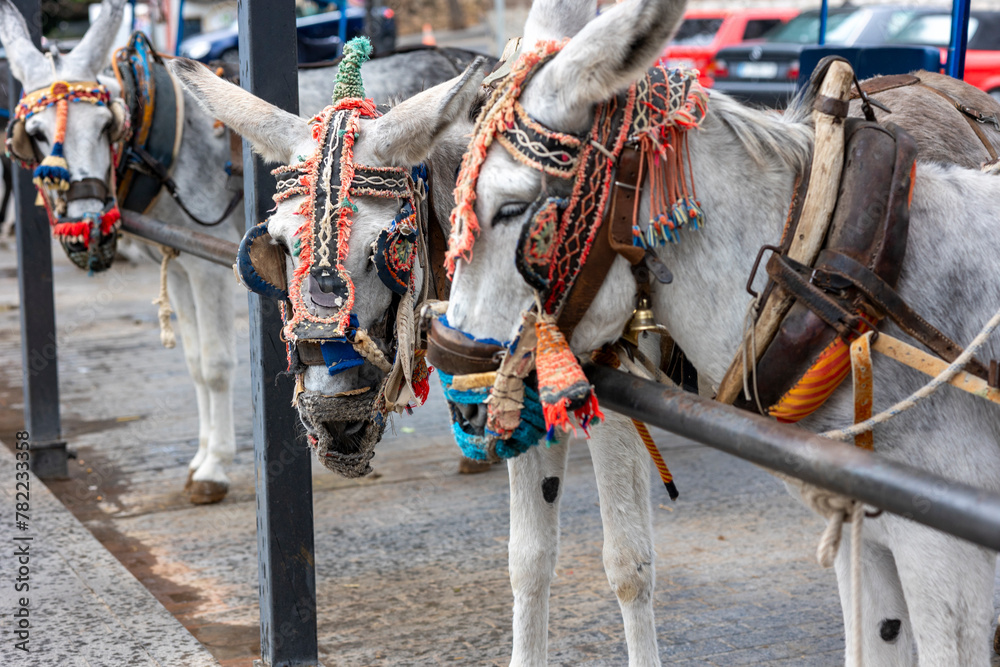 Row of donkey taxis