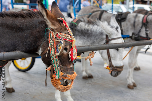 Fotografía Row of donkey taxis