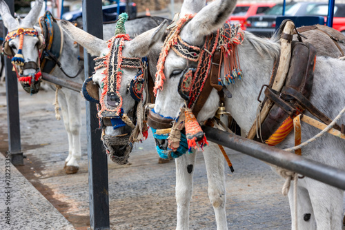 Wallpaper Mural Row of donkey taxis Torontodigital.ca