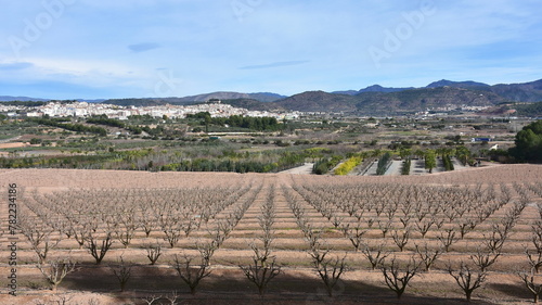 growing of fruit trees near town Segorbe in Spain photo