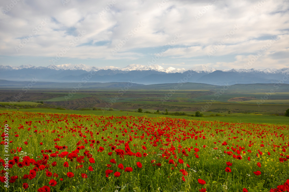 Poppy fields in Azerbaijan. Beautiful landscape with mountain peaks in Azerbaijan. Fields with beautiful flowers in the Ismayilli region of Azerbaijan Poppy fields in Azerbaijan. Beautiful landscape with mountain peaks in Azerbaijan. Fields with beautiful flowers in the Ismayilli region of Azerbaijan