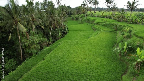 Small ravine partially converted to cultivated area, rice fields at land depression. Aerial shot of central Bali countryside, all suitable land is used for wet rice growing, this cereal is staple food photo