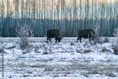 European bison (Bison bonasus) in winter Bialowieza forest at dawn, Poland