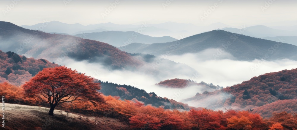 Autumn scene with foggy mountains and lone tree