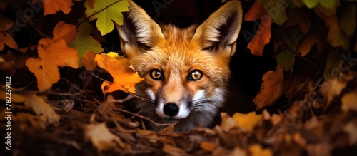 A fox peers out from a heap of fallen leaves