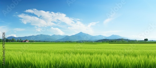 Green grass field with distant mountains