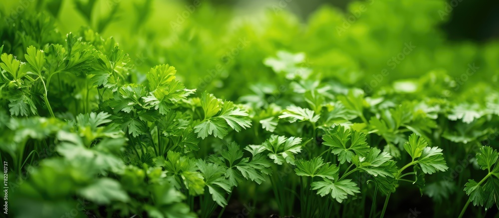 Green plants thriving in garden Green plants thriving in garden