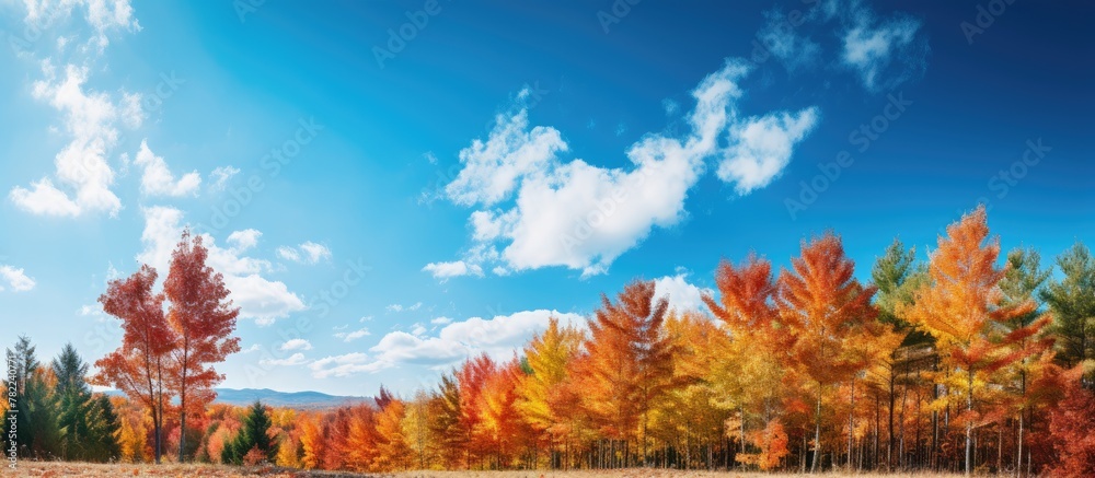 Colorful autumn trees line a road under a blue sky
