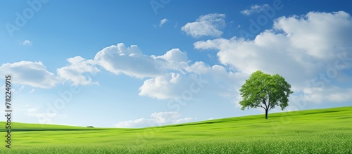 Tree in green field under blue sky