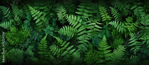 Close up of lush foliage on a vibrant green plant