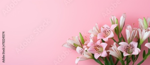 Pink flowers in vase on pink surface