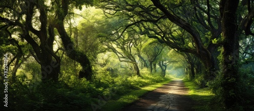 A winding forest path leads to a breathtaking destination