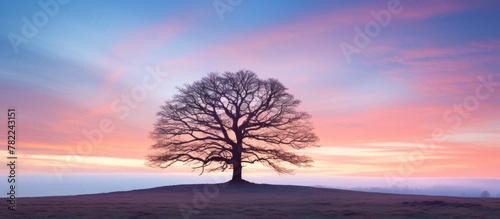 Solitary oak tree on hill under pink sky