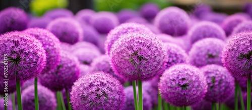 Purple flowers bloom amidst lush green grass photo