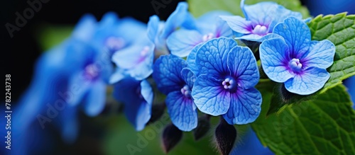 Blue flowering plant close-up photo