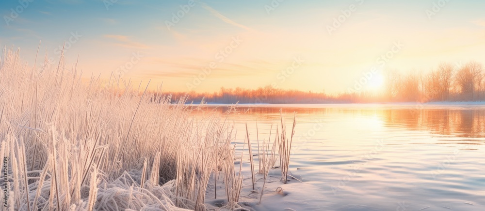Frozen lake with ice-covered reeds at sunset Frozen lake with ice-covered reeds at sunset