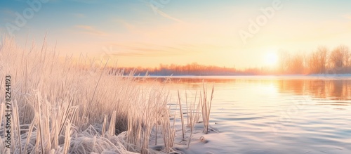 Frozen lake with ice-covered reeds at sunset