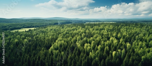 Aerial view of siberian forest in summer