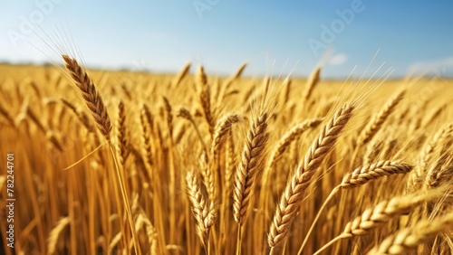  Bountiful harvest under a clear sky