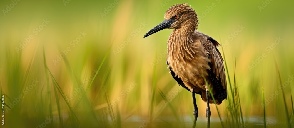 Bird in grass Bird in grass