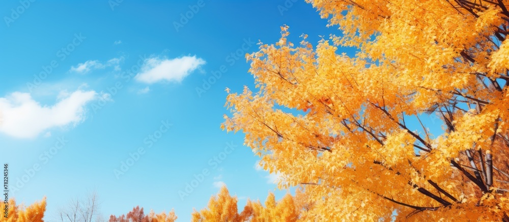 Autumn trees in a park under a clear blue sky Autumn trees in a park under a clear blue sky