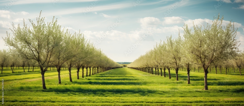 Fototapeta premium Rows of trees in a field with grass