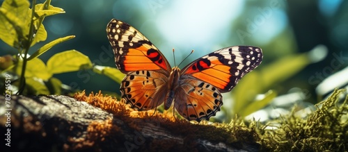 Butterfly on Mossy Surface
