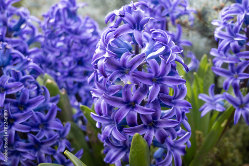 Blue Hyacinthus in the spring garden. A bulbous ornamental flowering plant. Flowers with a strong aroma.