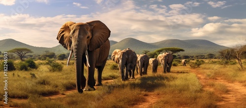 Elephants walking along rugged path in wilderness photo