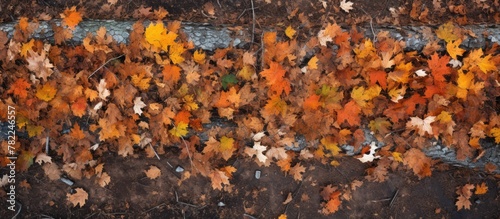 Autumn foliage adorns stone wall from above