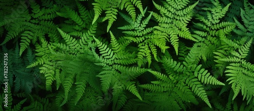 Close-up of lush fern leaves