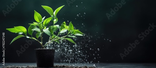 Water streams from a pot as a plant grows photo