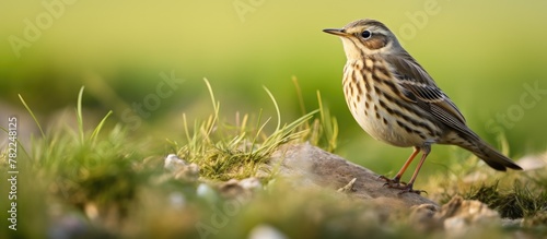 Small bird perched rock grass