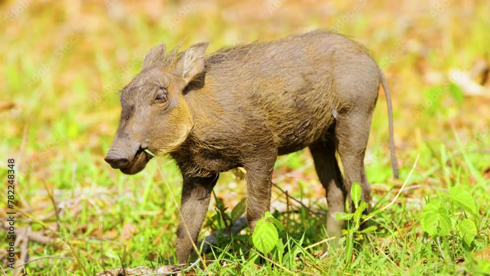 Close up of a warthog pig (Phacochoerus africanus) peeing at Chobe National Park, Botswana, South Africa Close up of a warthog pig (Phacochoerus africanus) peeing at Chobe National Park, Botswana, South Africa