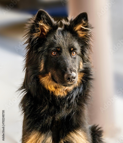 Portrait of young Bohemian shepherd dog.