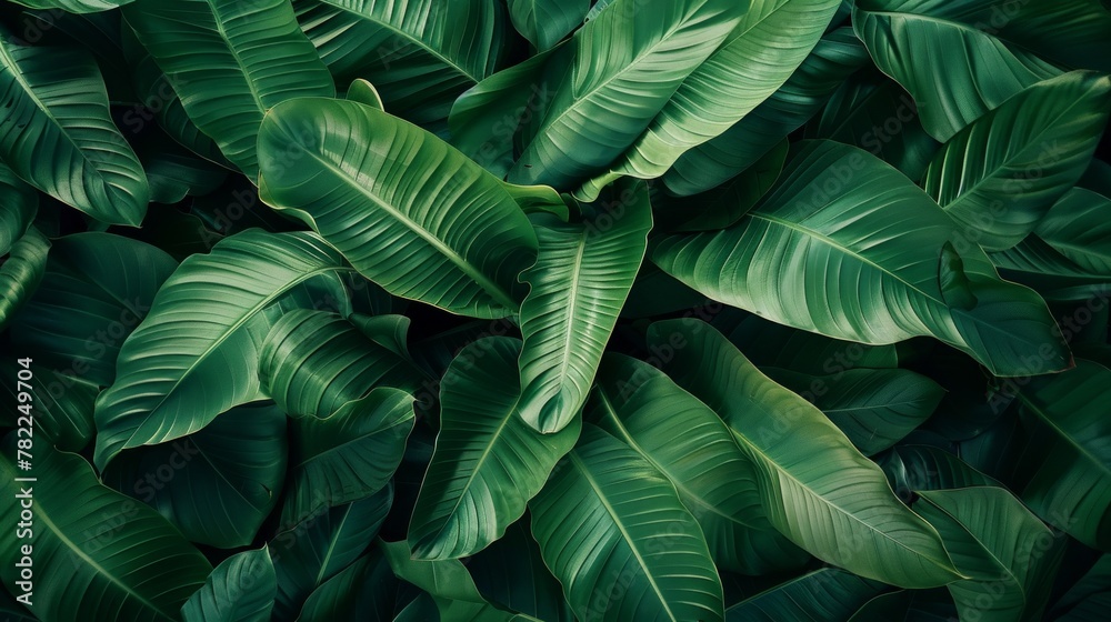 Obraz premium abstract green leaf texture, tropical leaf background, copy space, nature background