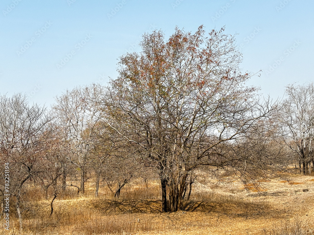 A field of trees with a clear blue sky in the background A field of trees with a clear blue sky in the background