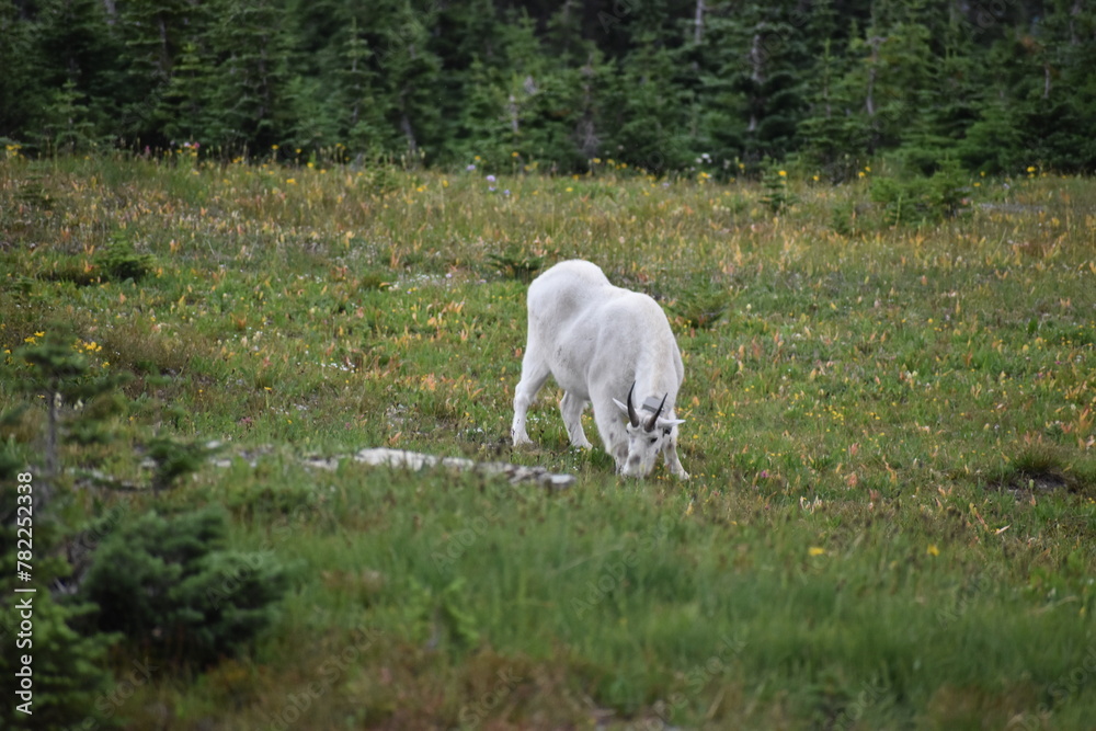 Obraz premium Wildlife, Mountains, and Forests in the northern USA