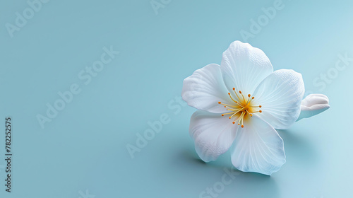A beautiful white flower with a yellow center. The petals are delicate and the edges are slightly curled.