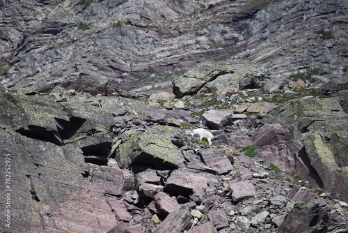 Wildlife, Mountains, and Forests in the northern USA