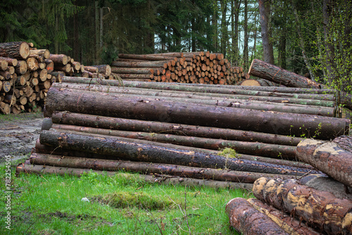 A pile of tree trunks, timber harvesting in a commercial forest. Germany