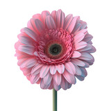 A pink flower in a vase