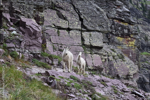 Wildlife, Forests, Mountains, and Landscapes in the northern USA